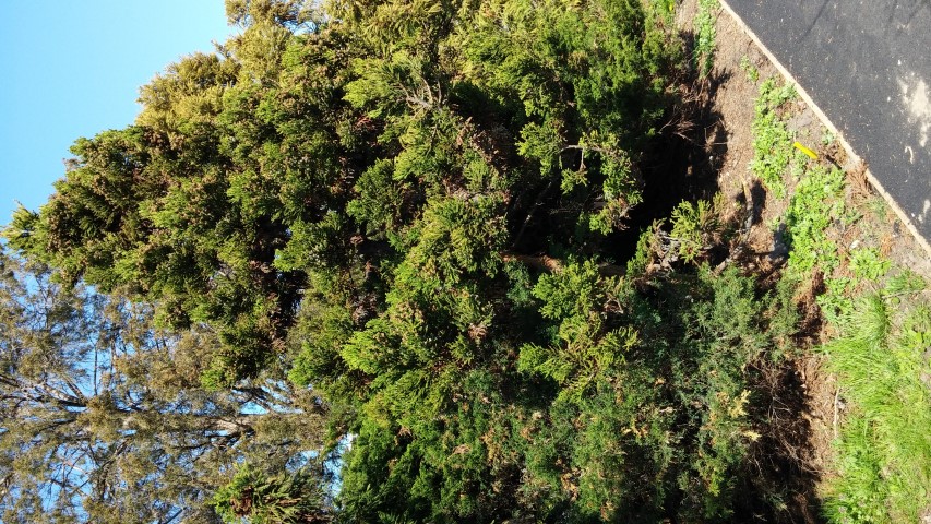 Cryptomeria japonica plantplacesimage20150502_155840.jpg