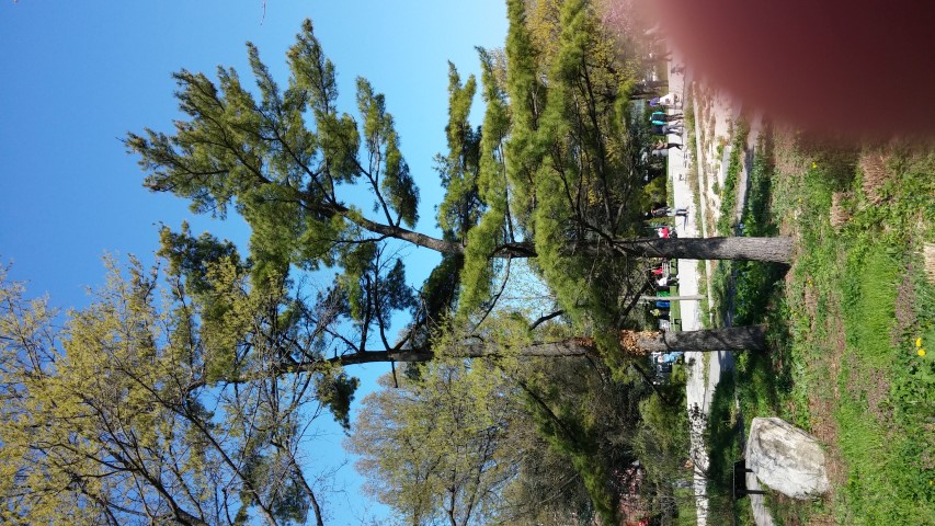 Pinus strobus plantplacesimage20150502_160823.jpg