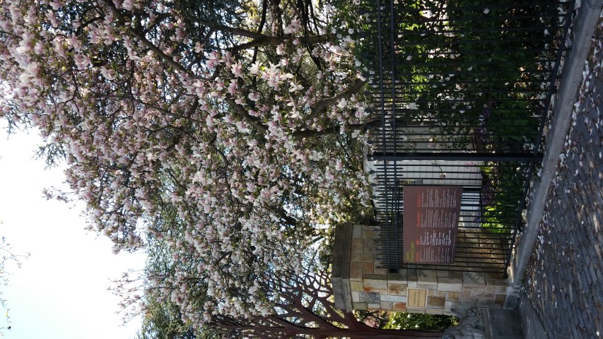 Magnolia x soulangeana plantplacesimage20150502_161610.jpg