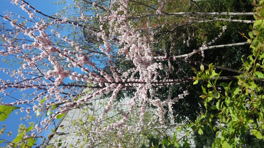 Cercis canadensis f. alba plantplacesimage20150503_114154.jpg