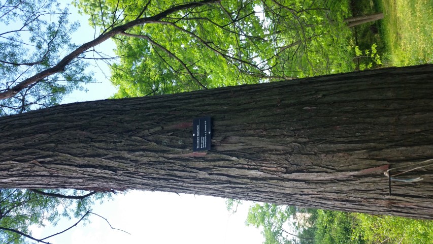 Taxodium distichum plantplacesimage20150509_111309.jpg