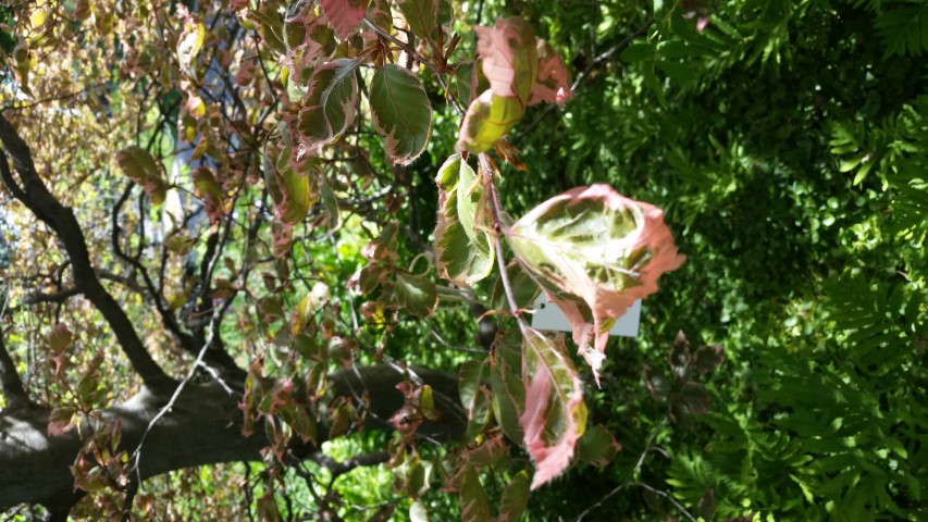 Fagus sylvatica plantplacesimage20150509_112555.jpg