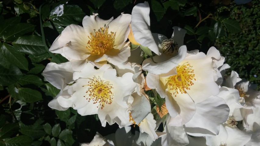 Rosa spp plantplacesimage20150509_115544.jpg