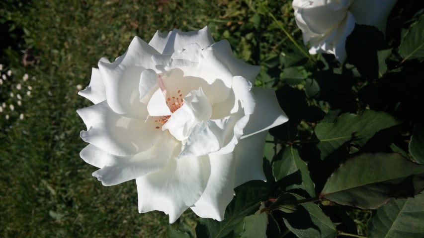 Rosa spp plantplacesimage20150509_120921.jpg