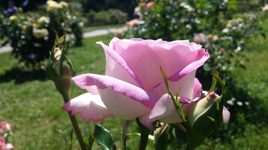 Rosa spp plantplacesimage20150509_121610.jpg