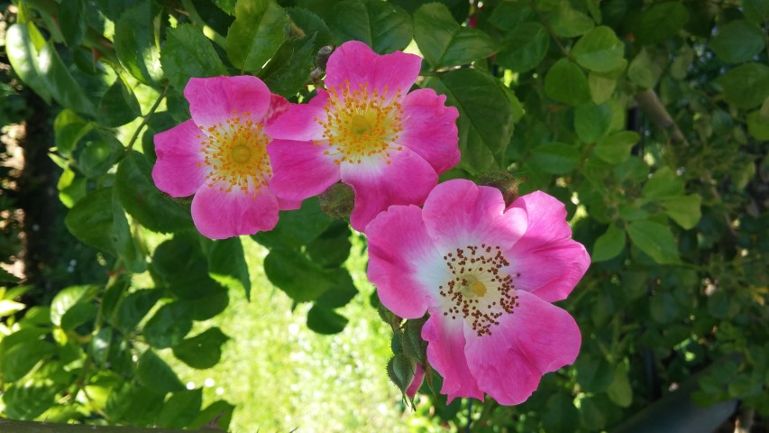 Rosa spp plantplacesimage20150509_125440.jpg