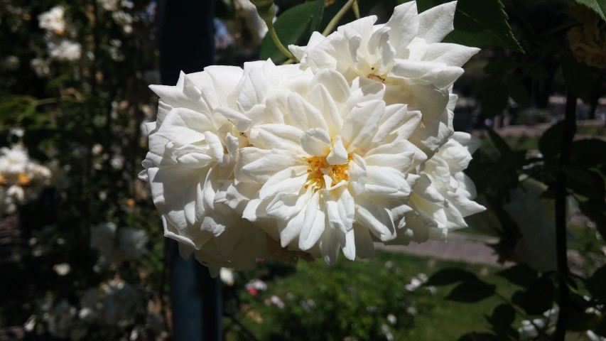 Rosa spp plantplacesimage20150509_125819.jpg