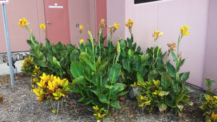 Canna indica plantplacesimage20150531_112925.jpg