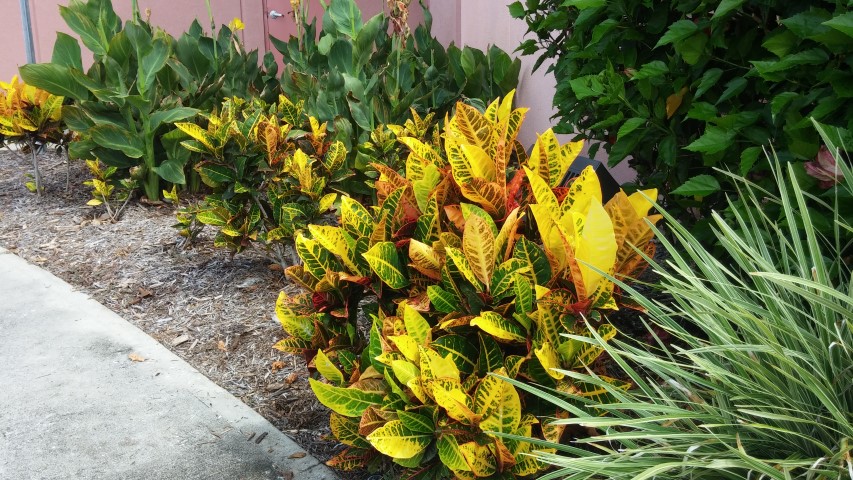 Codiaeum variegatum plantplacesimage20150531_112951.jpg