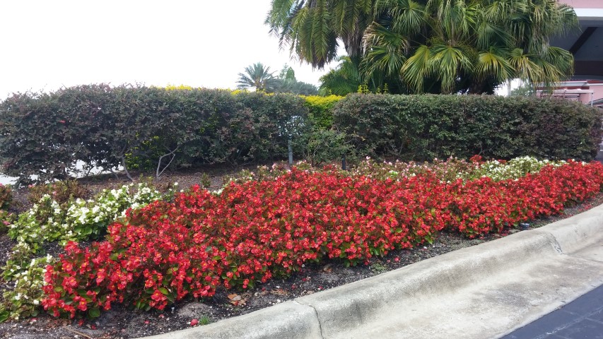 Begonia grandis plantplacesimage20150531_113110.jpg