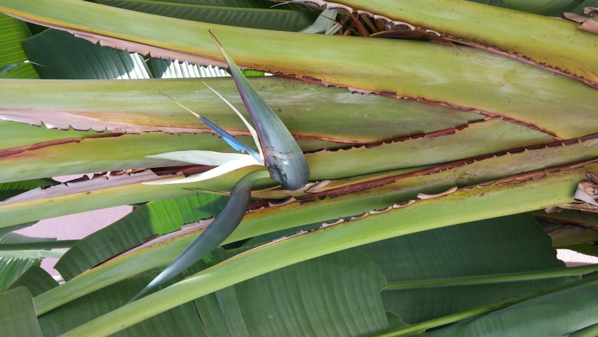 Musa spp plantplacesimage20150531_122201.jpg