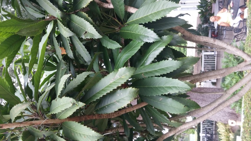 Picture of Eriobotrya reflexa  bronze loquat tree