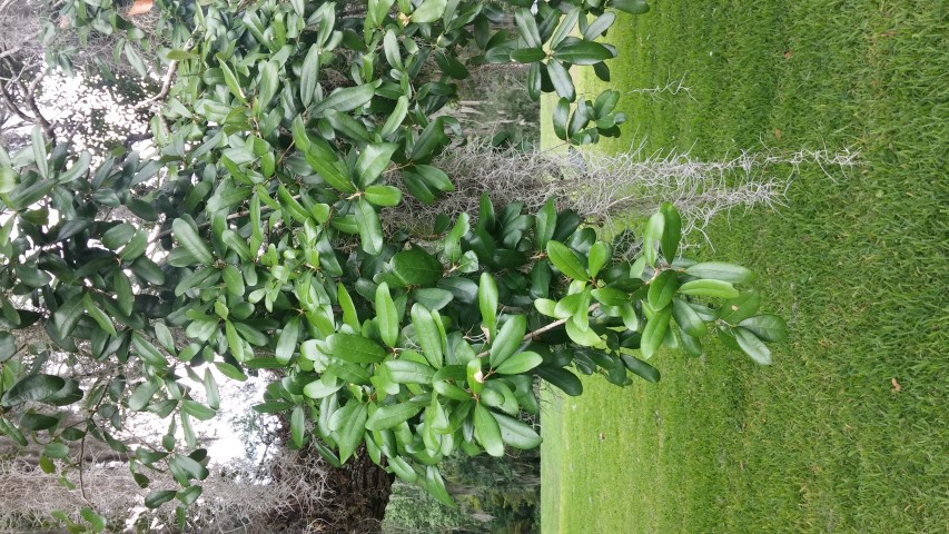 Quercus virginiana plantplacesimage20150531_135716.jpg