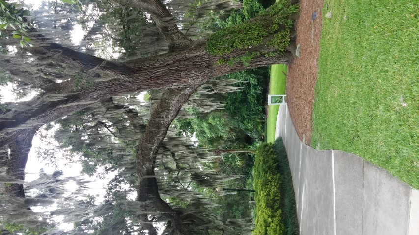 Quercus virginiana plantplacesimage20150531_135726.jpg