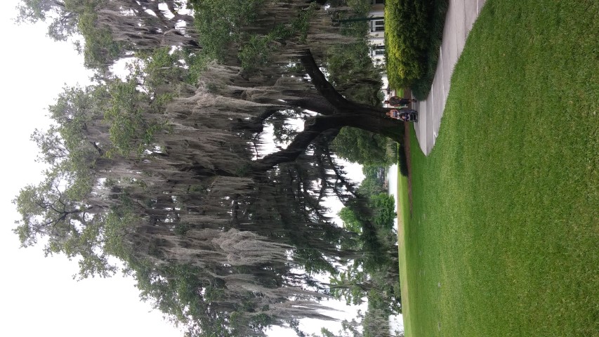 Quercus virginiana plantplacesimage20150531_135814.jpg