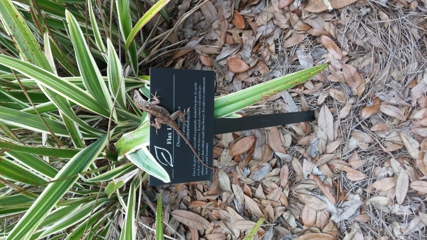 Dianella tasmanica plantplacesimage20150531_135944.jpg