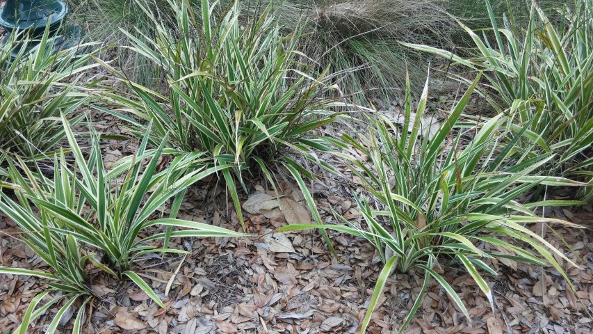 Dianella tasmanica plantplacesimage20150531_140036.jpg
