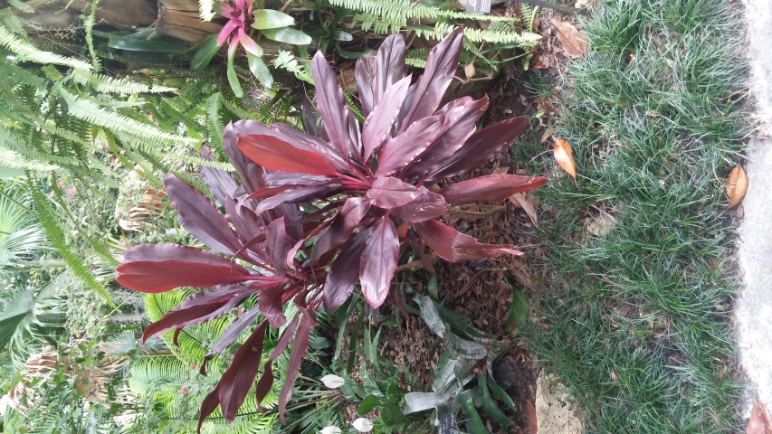 Cordyline fruiticosa plantplacesimage20150531_140121.jpg