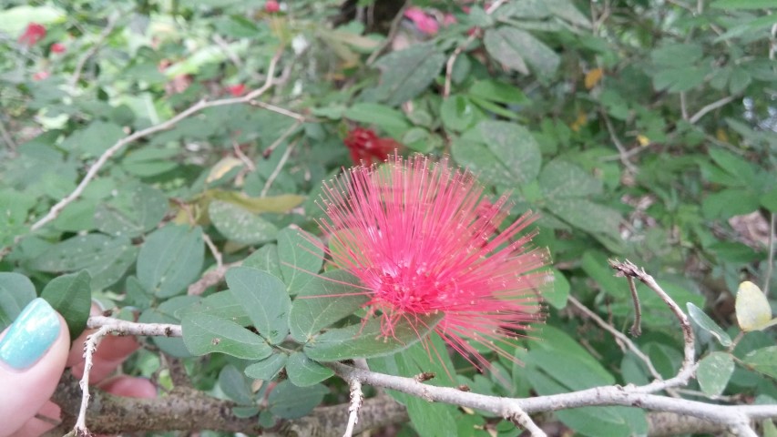 Calliandra tergemina plantplacesimage20150531_140205.jpg