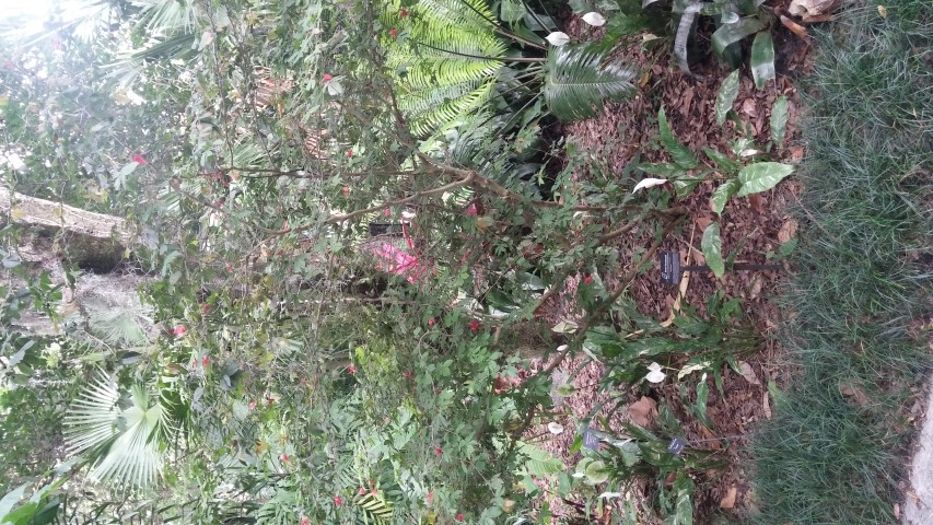 Calliandra tergemina plantplacesimage20150531_140235.jpg