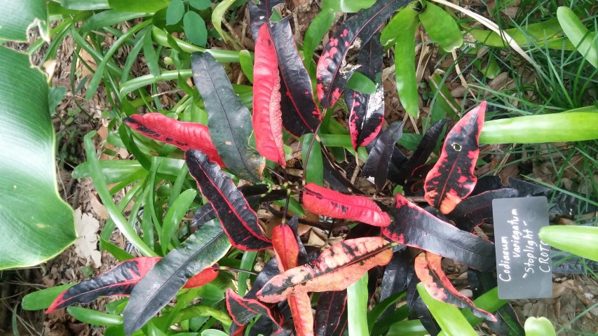 Codiaeum variegatum plantplacesimage20150531_140459.jpg