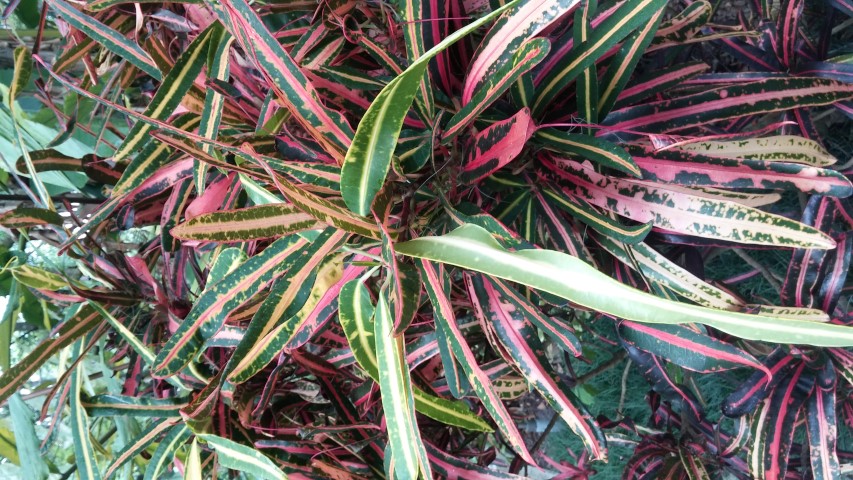 Codiaeum variegatum plantplacesimage20150531_140609.jpg