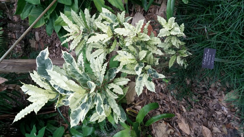 Codiaeum variegatum plantplacesimage20150531_140654.jpg