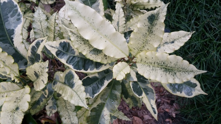 Codiaeum variegatum plantplacesimage20150531_140708.jpg
