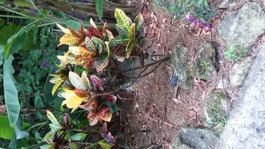 Codiaeum variegatum plantplacesimage20150531_141200.jpg