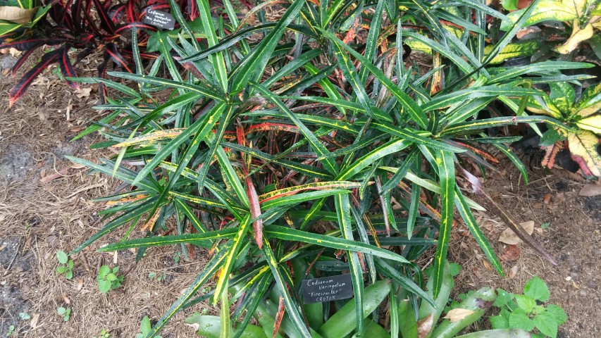 Codiaeum variegatum plantplacesimage20150531_141333.jpg