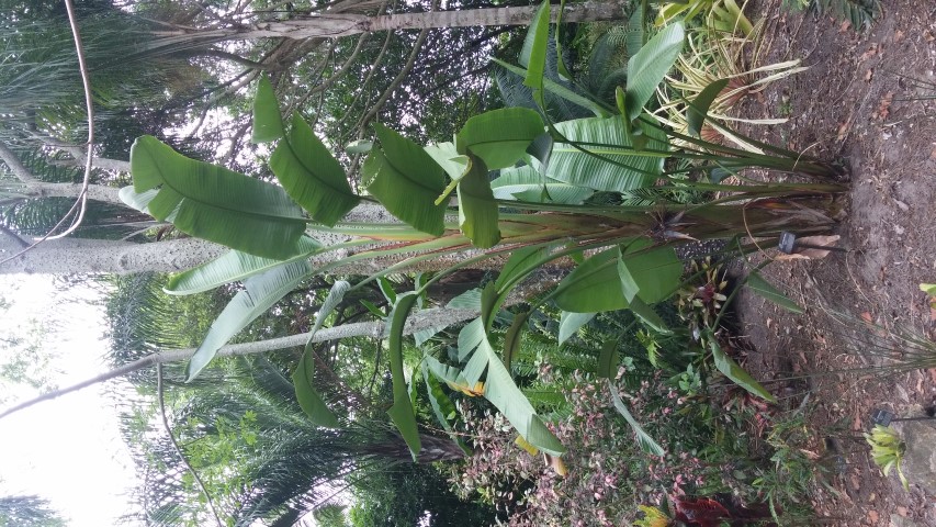 Strelitzia alba plantplacesimage20150531_141450.jpg