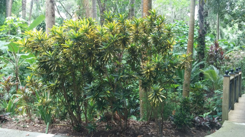 Codiaeum variegatum plantplacesimage20150531_141547.jpg