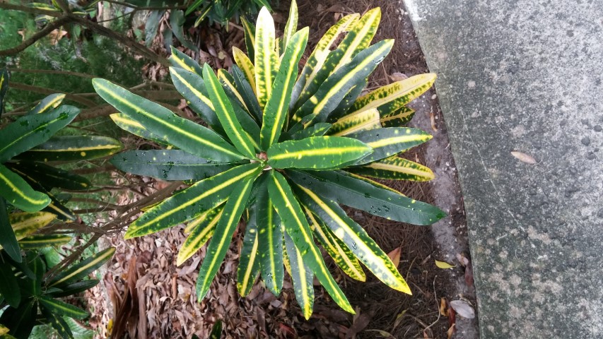 Codiaeum variegatum plantplacesimage20150531_141603.jpg