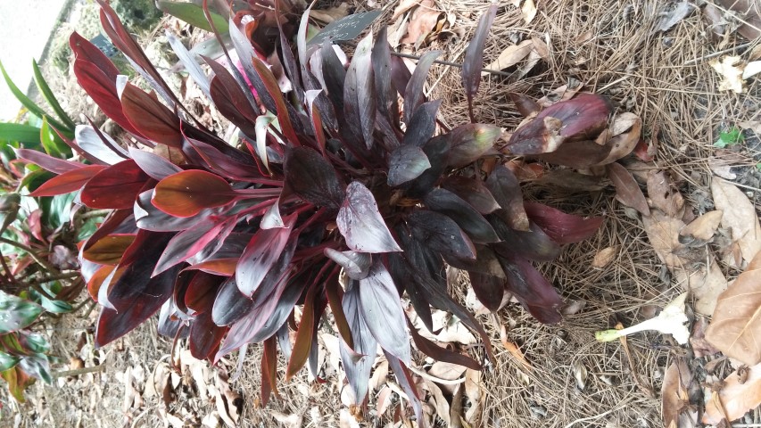 Cordyline fruiticosa plantplacesimage20150531_141640.jpg