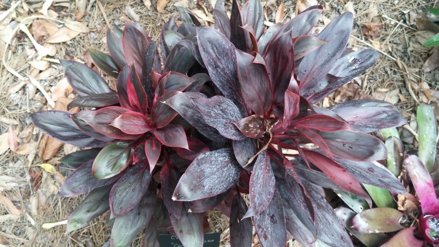 Picture of Cordyline fruiticosa Calypso Ti Plant