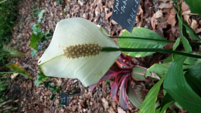 Picture of Spathiphyllum spp Debbie Peace-Lily