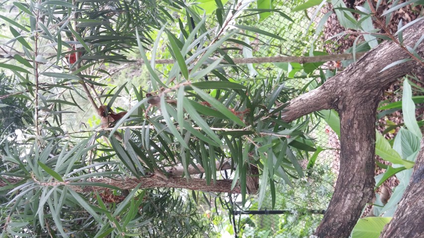 Picture of callistemon comboynensis  Cliff Bottlebrush Tree