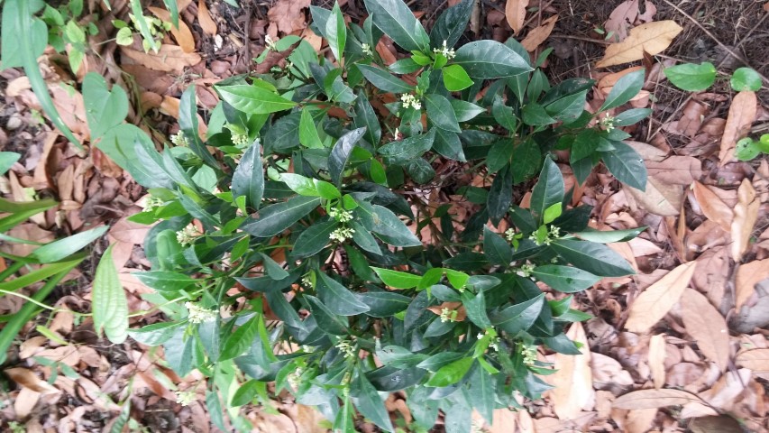 Picture of Psychotria ligustrifolia  Bahama Coffee