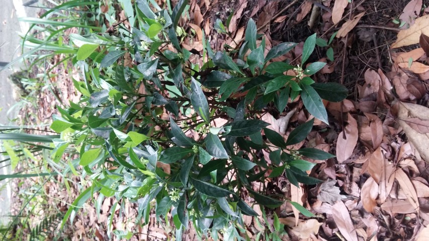Picture of Psychotria ligustrifolia  Bahama Coffee