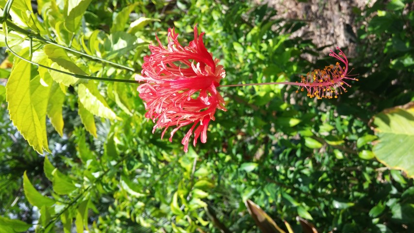 Picture of Hibiscus%20schizopetalus%20%20Coral%20hibiscus