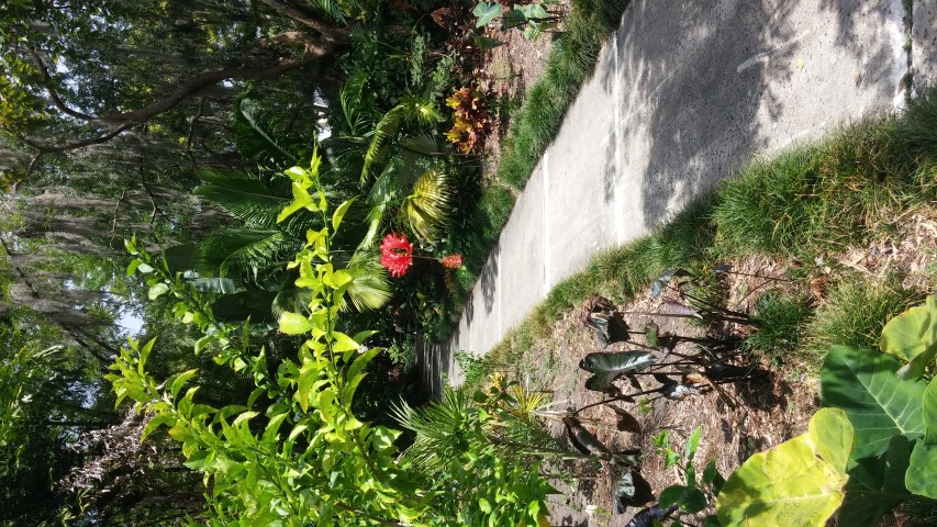 Picture of Hibiscus schizopetalus  Coral hibiscus