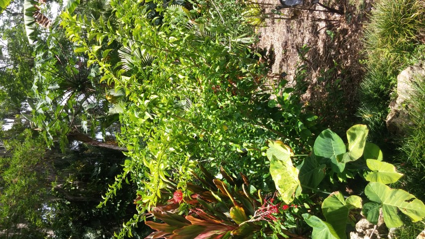 Picture of Hibiscus schizopetalus  Coral hibiscus