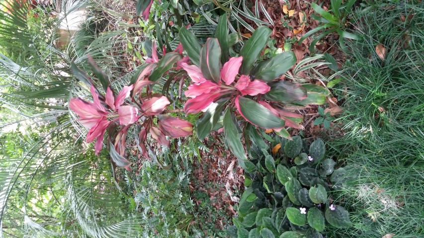 Picture of Cordyline fruiticosa Sunset Ti Plant