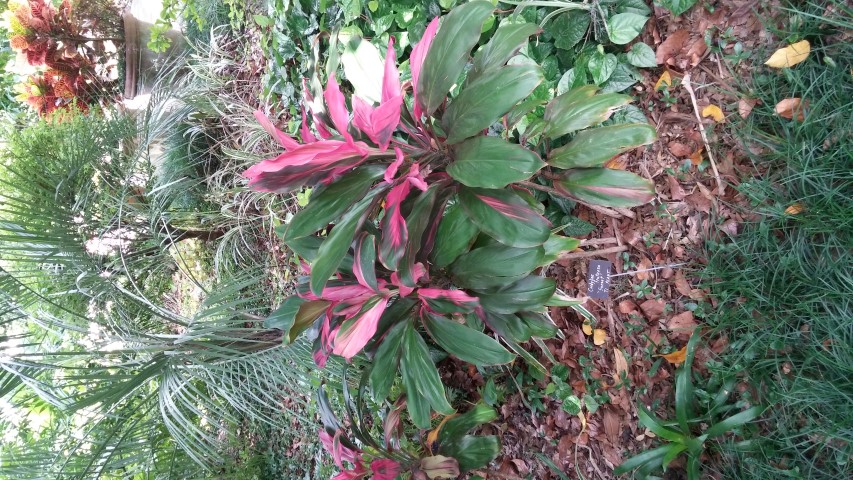 Picture of Cordyline%20fruiticosa%20Sunset%20Ti%20Plant