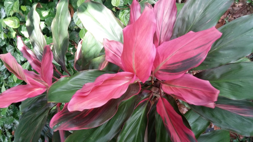 Picture of Cordyline fruiticosa Sunset Ti Plant