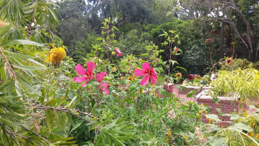 Hibiscus spp plantplacesimage20150531_145020.jpg