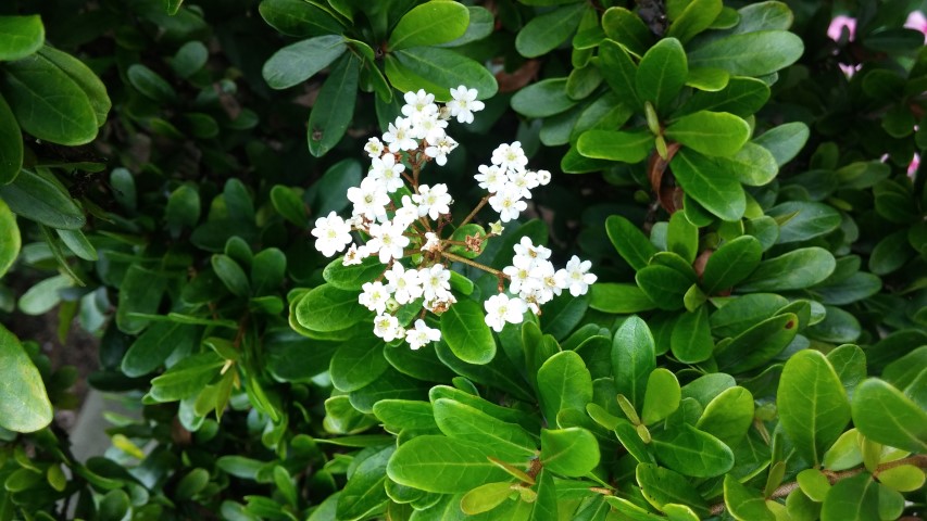 Viburnum obovatum plantplacesimage20150531_145213.jpg