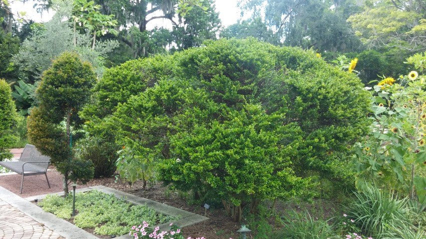 Viburnum obovatum plantplacesimage20150531_145224.jpg