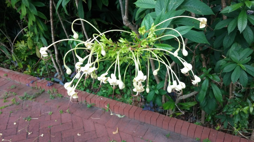 Clerodendrum indicum plantplacesimage20150531_145616.jpg