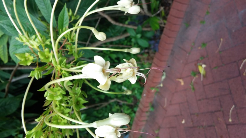 Clerodendrum indicum plantplacesimage20150531_145632.jpg